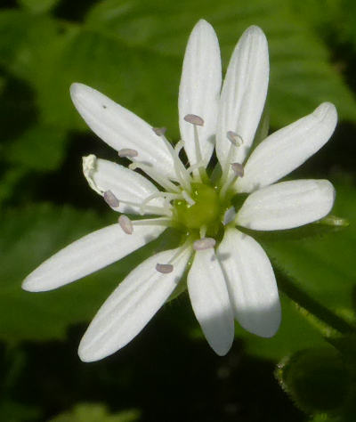 myosoton aquaticum