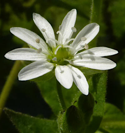 myosoton aquaticum