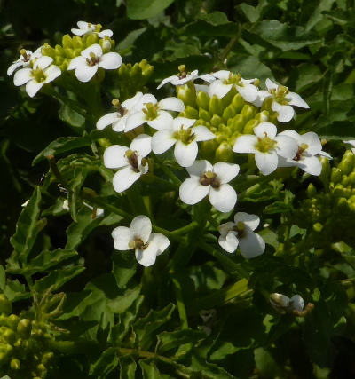 nasturtium officinale