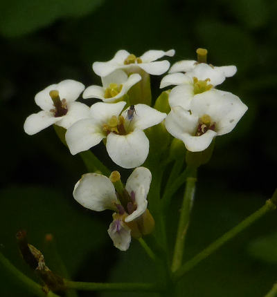 nasturtium officinale