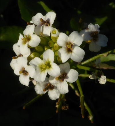 nasturtium officinale