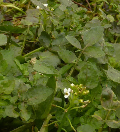 nasturtium officinale