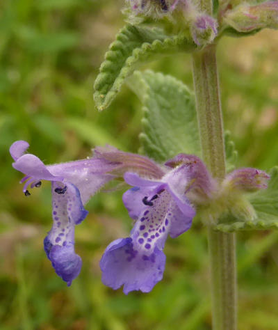 nepeta racemosa