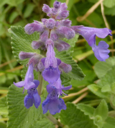 nepeta racemosa