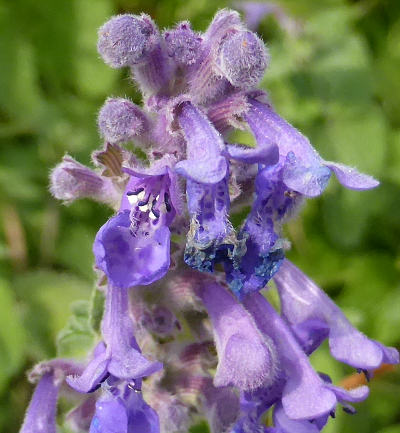 nepeta racemosa