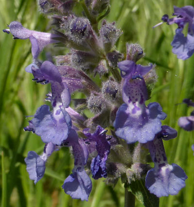 nepeta racemosa