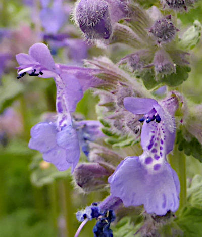 nepeta racemosa