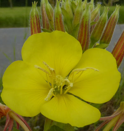 oenothera biennis