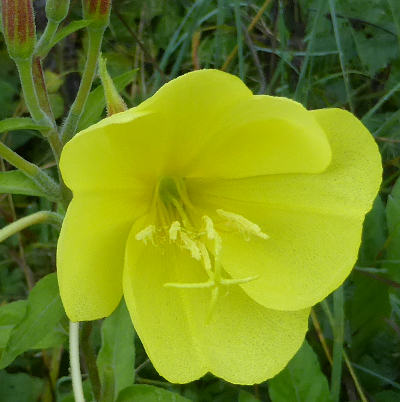 oenothera biennis