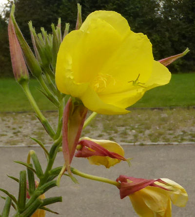 oenothera biennis