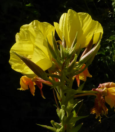 oenothera biennis