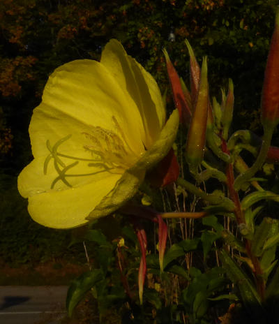 oenothera biennis