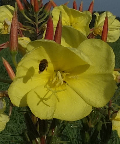 oenothera biennis