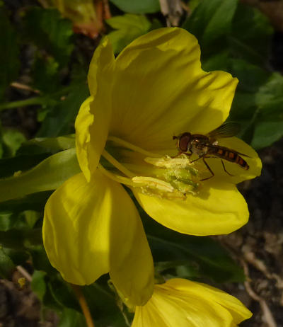 oenothera parviflora