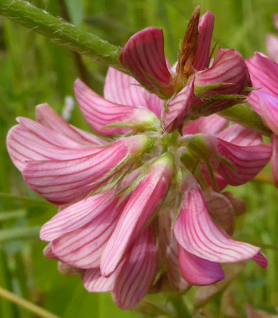 onobrychis viciifolia