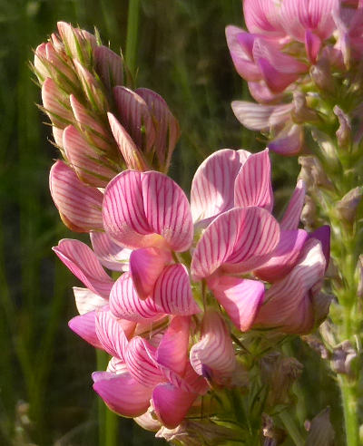 onobrychis viciifolia