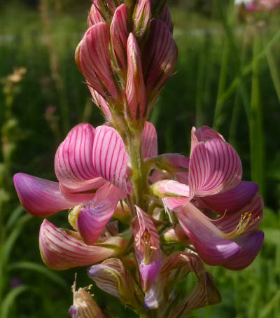 onobrychis viciifolia