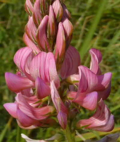 onobrychis viciifolia