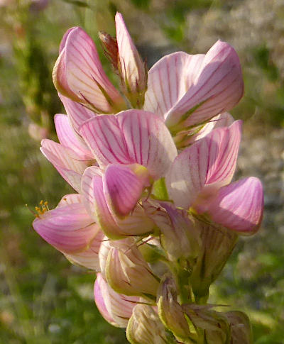 onobrychis viciifolia