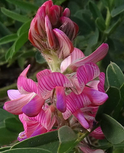 onobrychis viciifolia