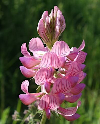 onobrychis viciifolia