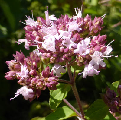 origanum vulgare