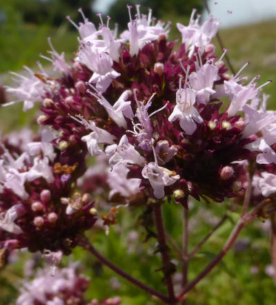 origanum vulgare