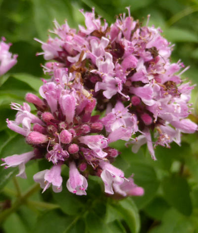 origanum vulgare