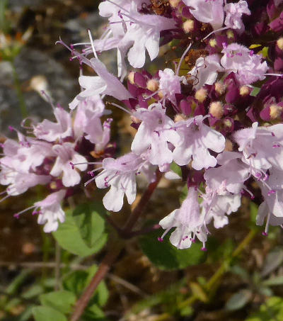 origanum vulgare