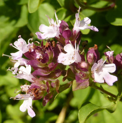 origanum vulgare