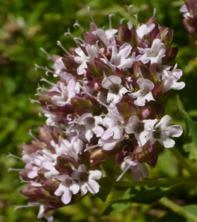 origanum vulgare