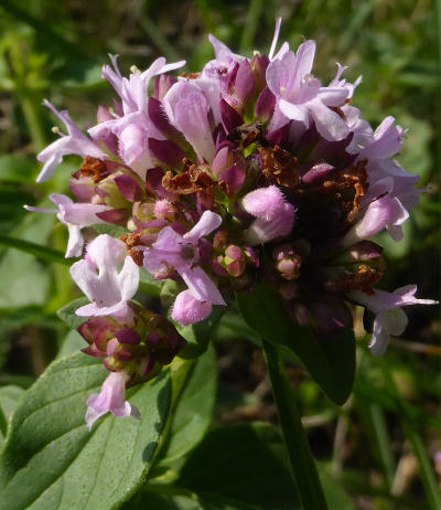 origanum vulgare