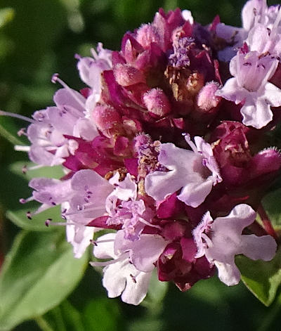 origanum vulgare