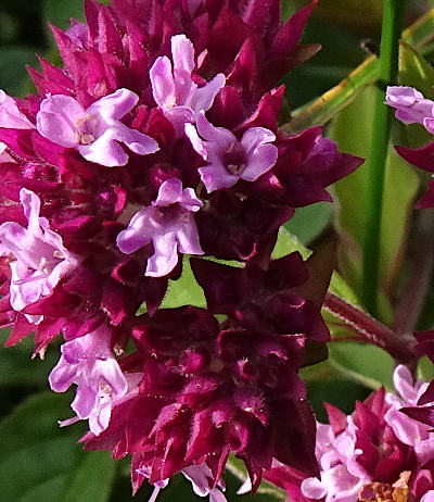 origanum vulgare