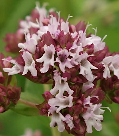 origanum vulgare