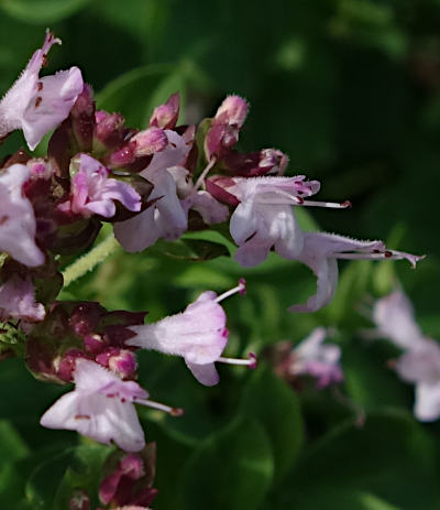 origanum vulgare