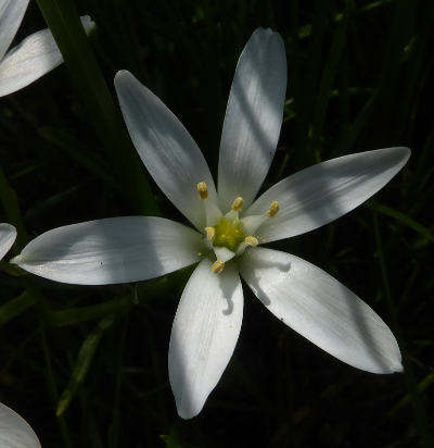 ornithogalum umbellatum