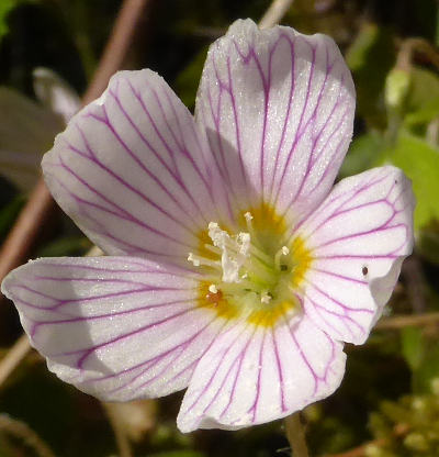 oxalis acetosella