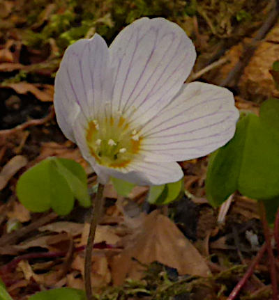 oxalis acetosella