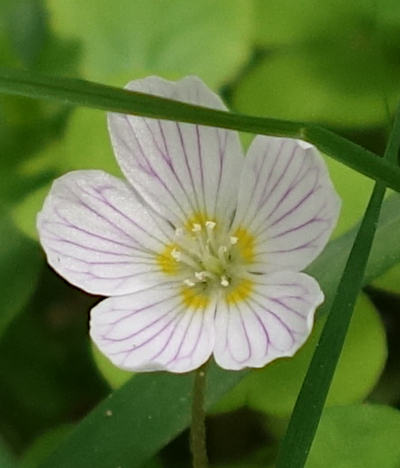 oxalis acetosella