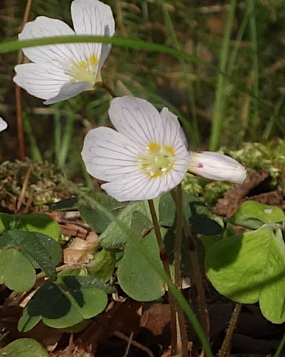 oxalis acetosella