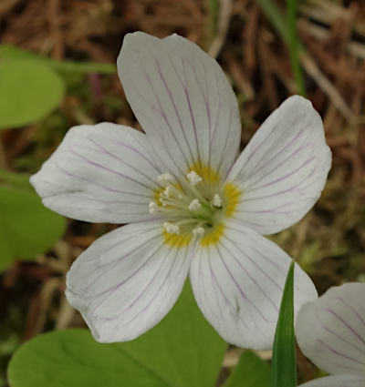 oxalis acetosella