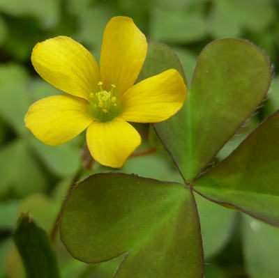 oxalis corniculata