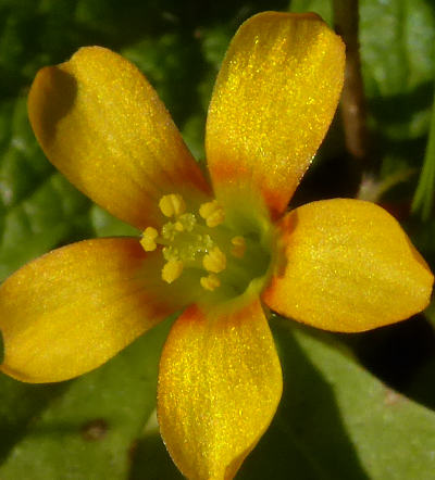 oxalis corniculata