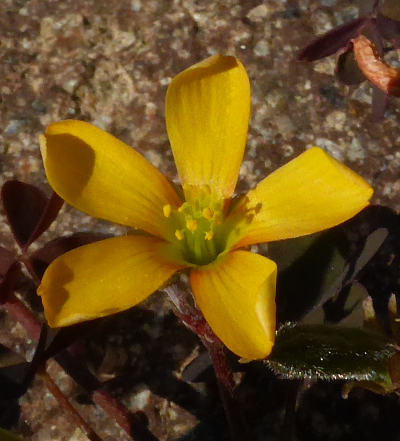 oxalis corniculata