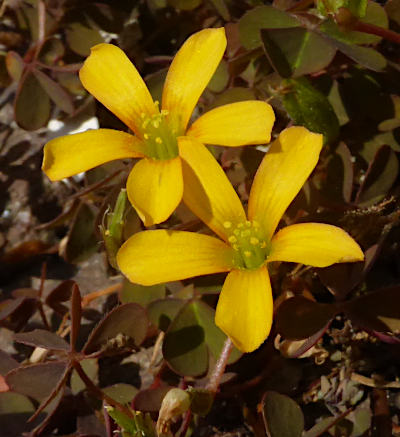 oxalis corniculata