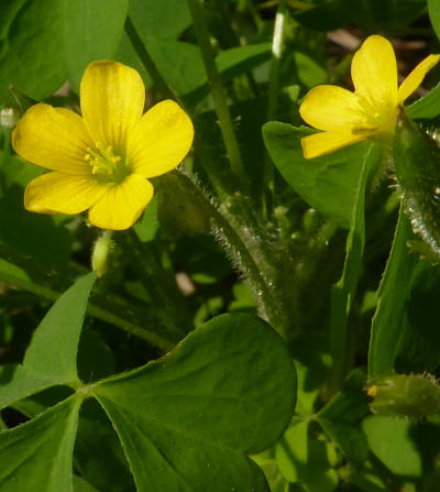 oxalis dillenii