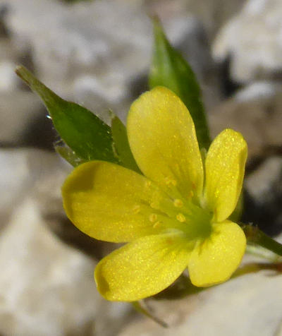 oxalis fontana