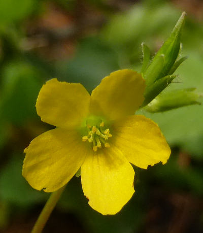 oxalis fontana