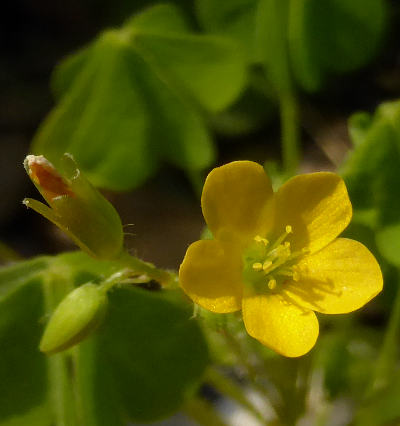 oxalis stricta